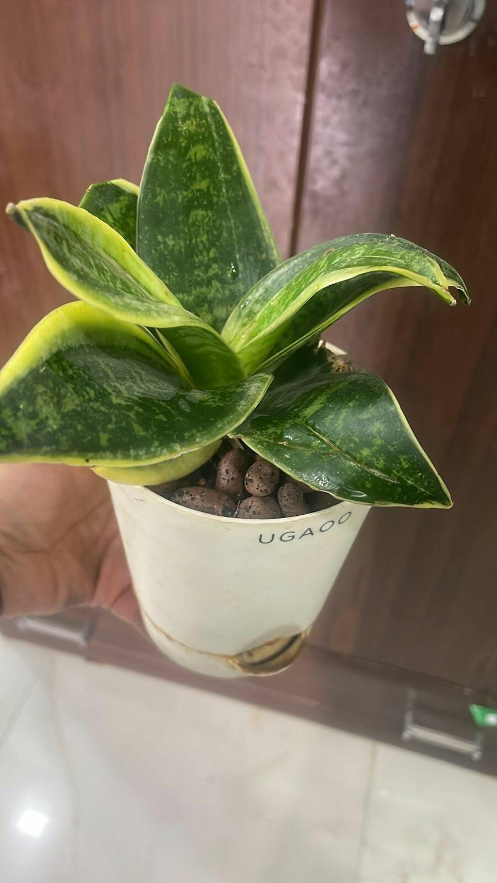 Where To Buy A Snake Plant Near Me