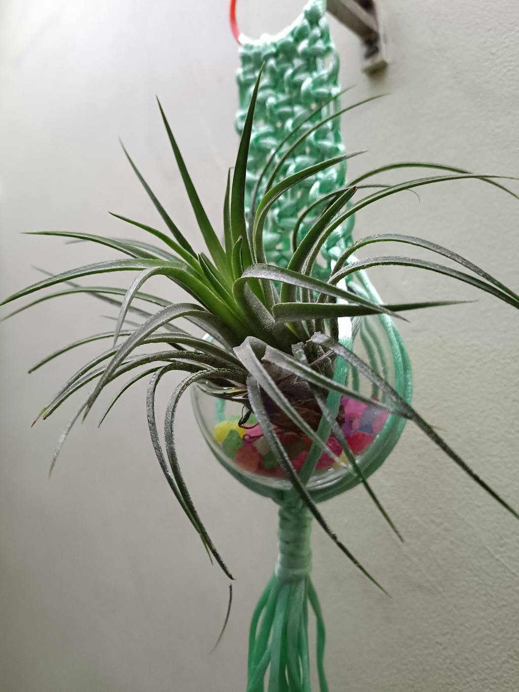 Tillandsia Sky Air Plant Best Air Plants Online Root Bridges