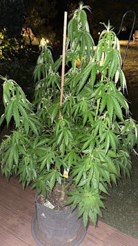 55l Living Soil Topf