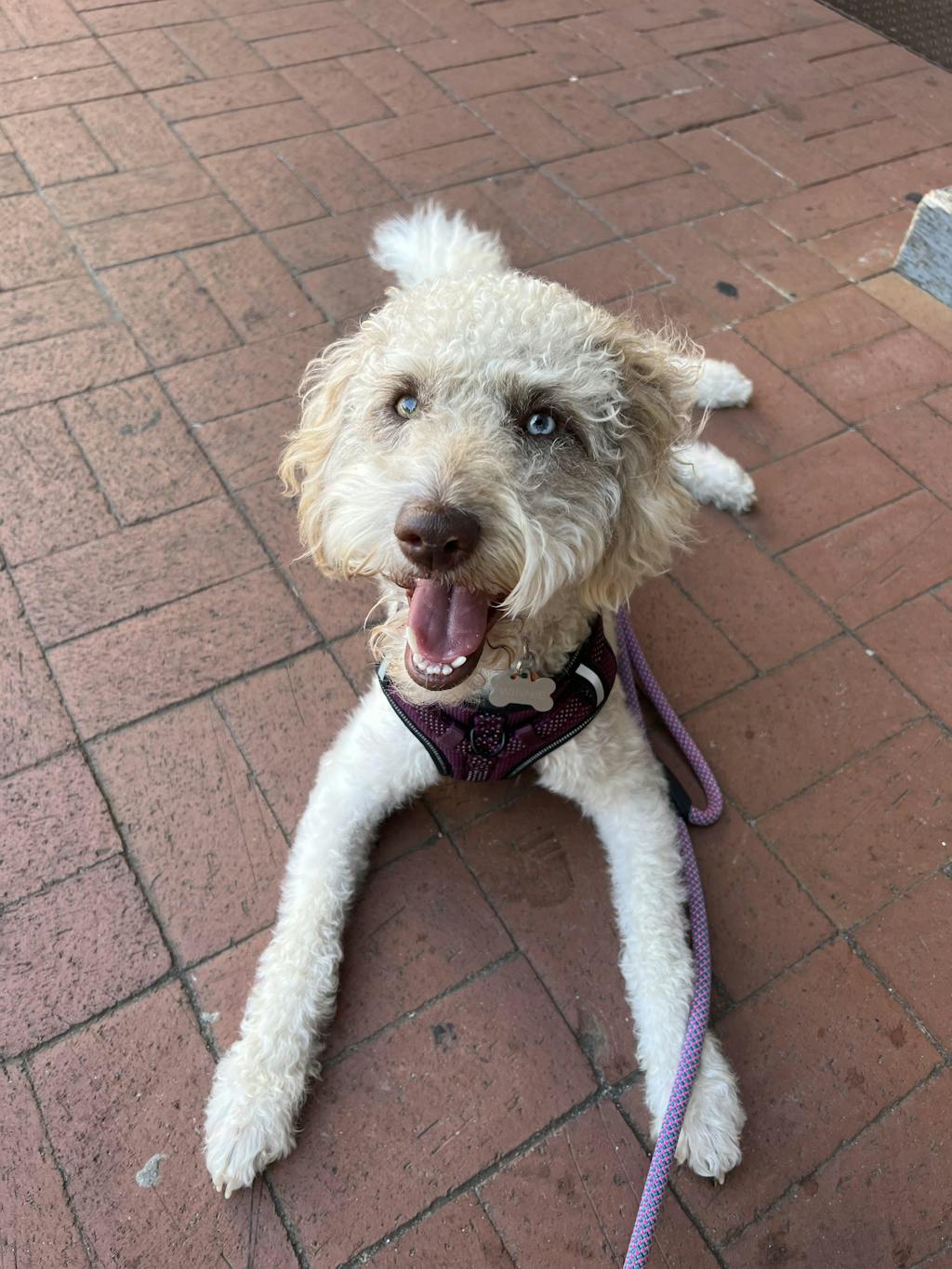 Red Urban Handle Rope Dog leash