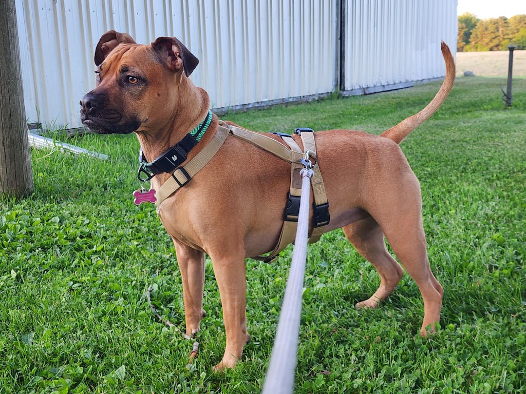 Fi Series 2 Compatible Collar Band