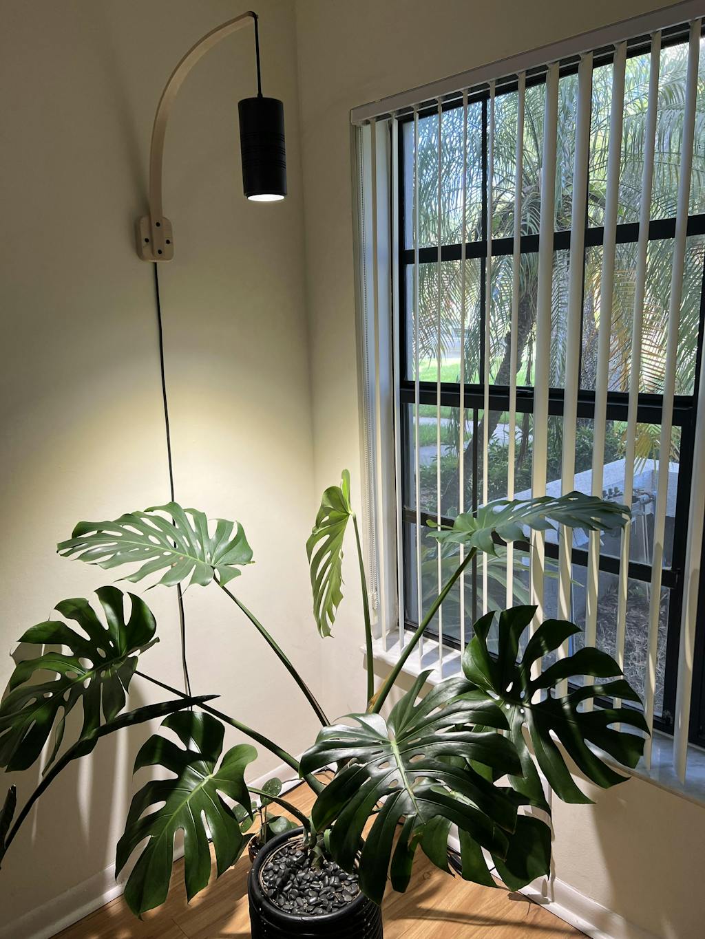 Black Pendant Grow Light Ships in 12 weeks Rousseau Plant Care