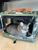 ROVERLUND Stow & Go Pet Crate | for Home & Travel | Suitable for Pets Up to 25lbs (Small, Camo Orange)