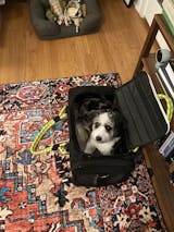 Airline Compliant Pet Carrier Sizing Guide & The Perfect Fit – ROVERLUND