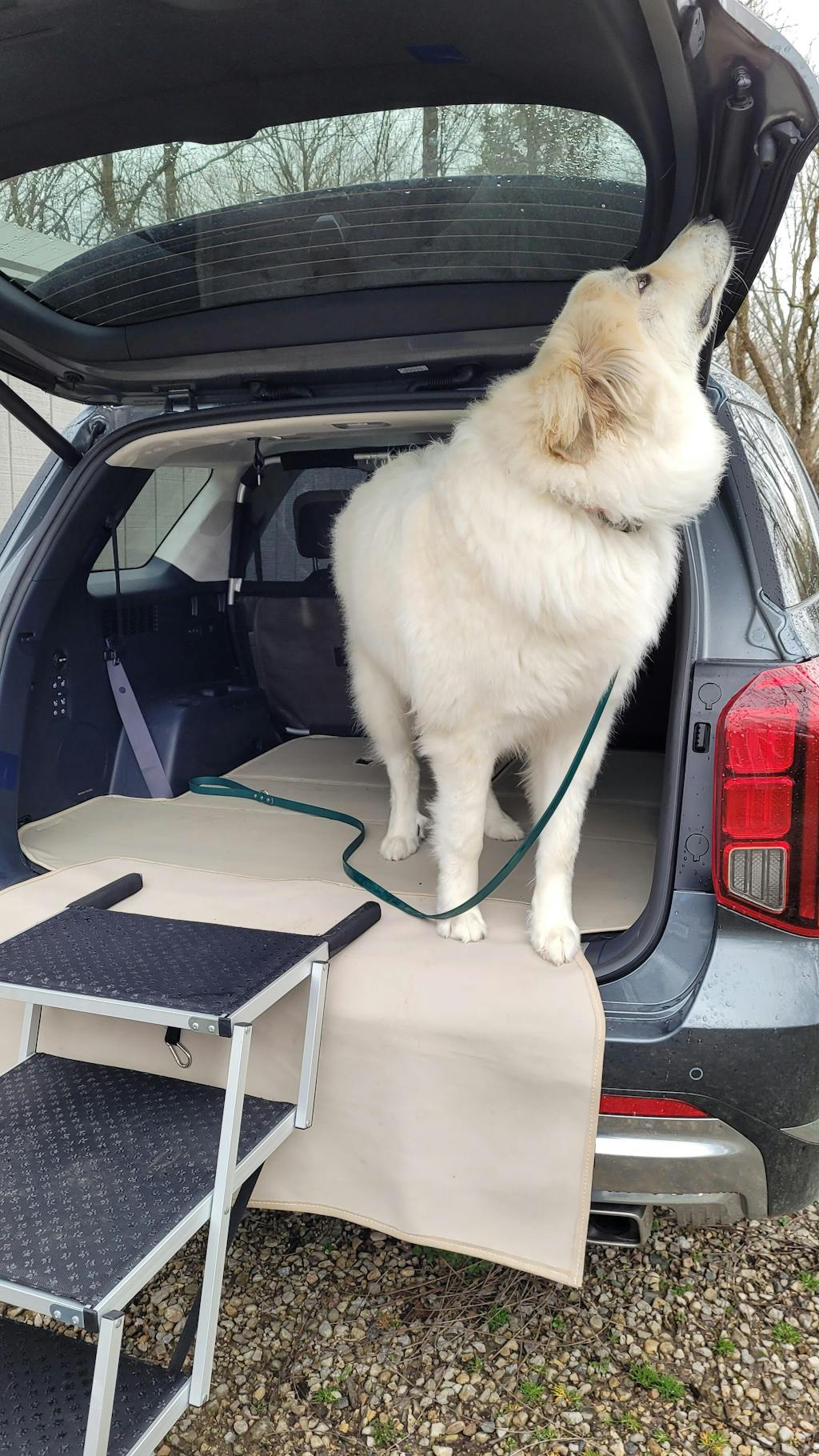 Ruff Rugs Dog Cargo Liner Custom Cargo Liner for Dogs Ruff Rugs