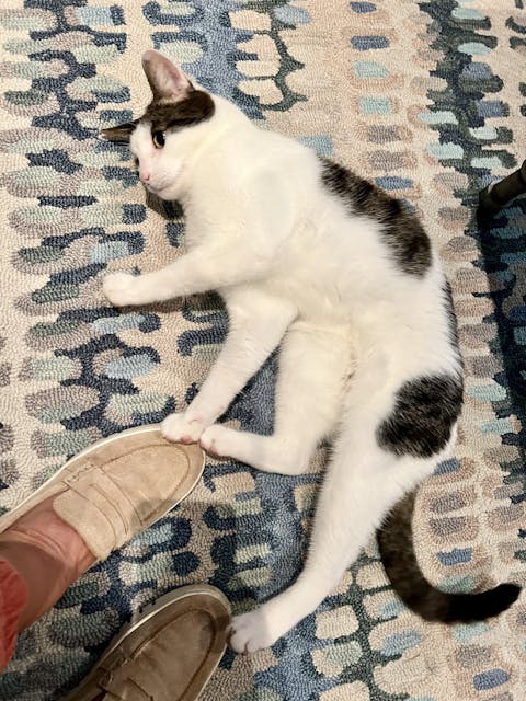 Dash & Albert Paint Chip DA1599 Blue Hand Hooked Wool Rug