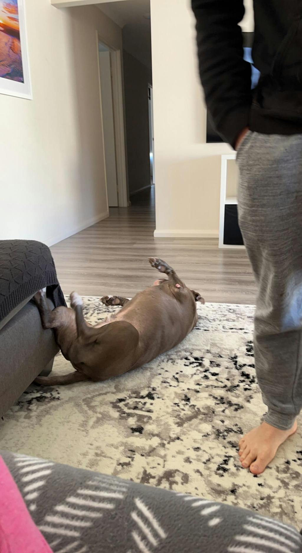 Rugs Online Australia Buy Rugs For Sale Floor Rugs Store Sydney Rugs Of Beauty