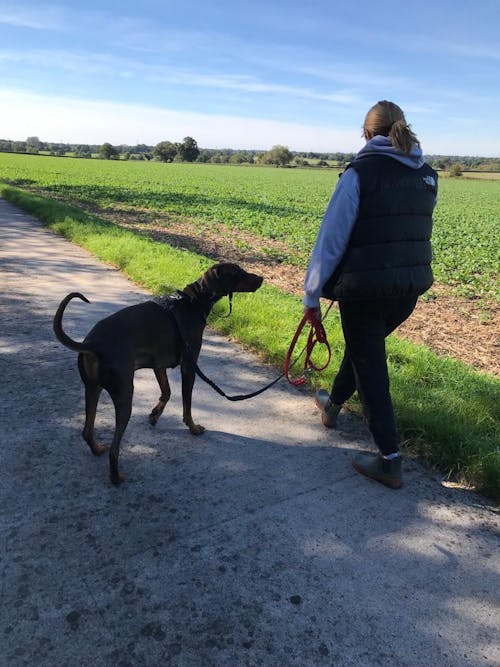 Beef - Working Dog