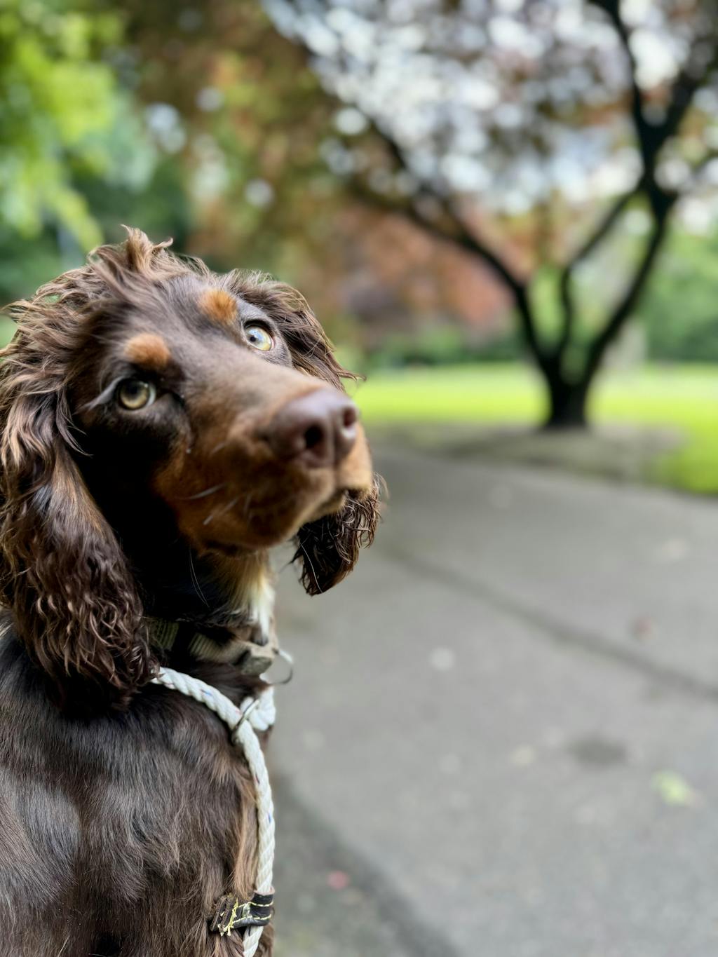 Puppy - Sea Fish & Chicken