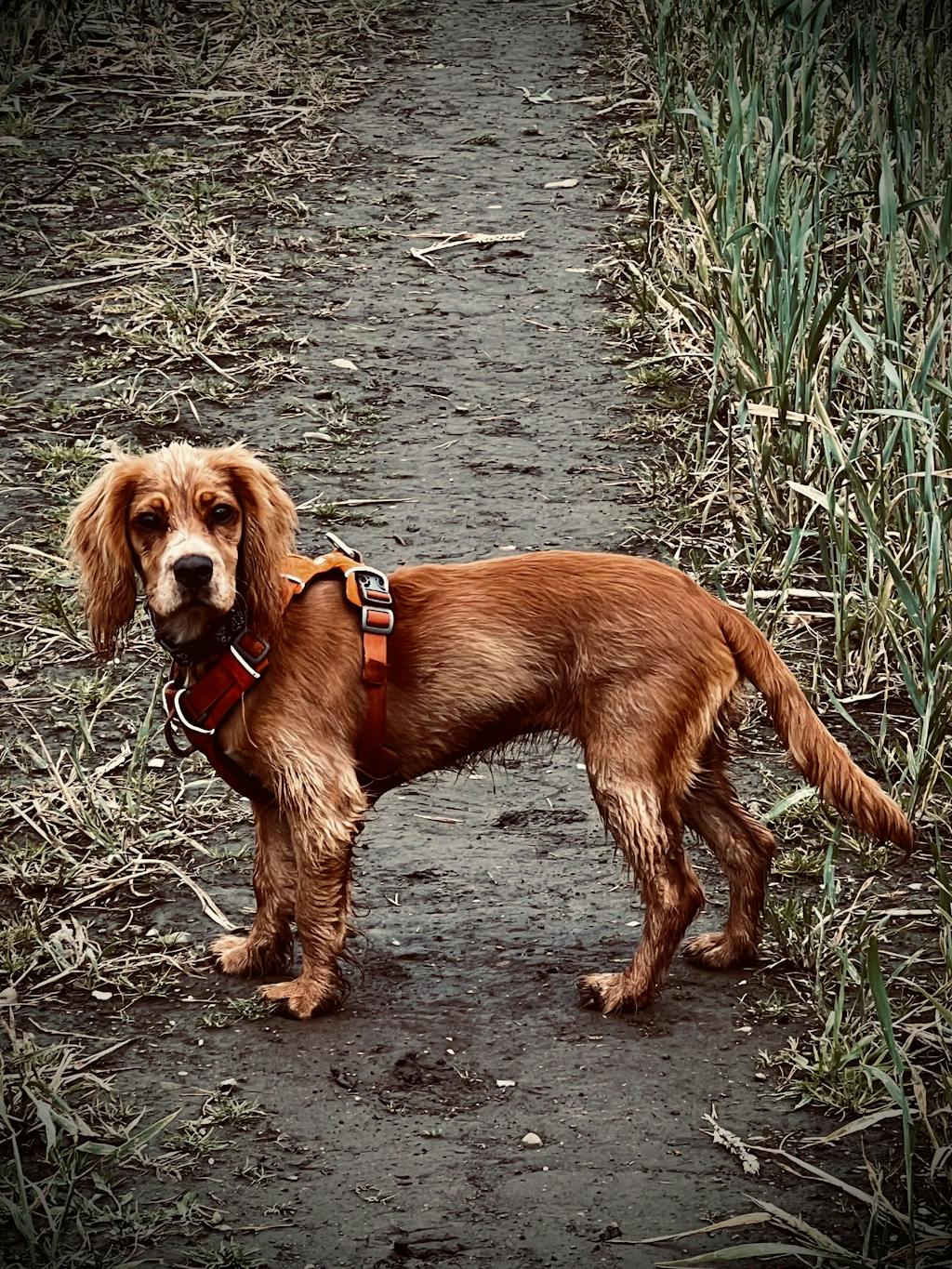 Puppy - Sea Fish & Chicken