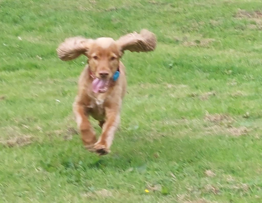 Chicken & Sweet Potato