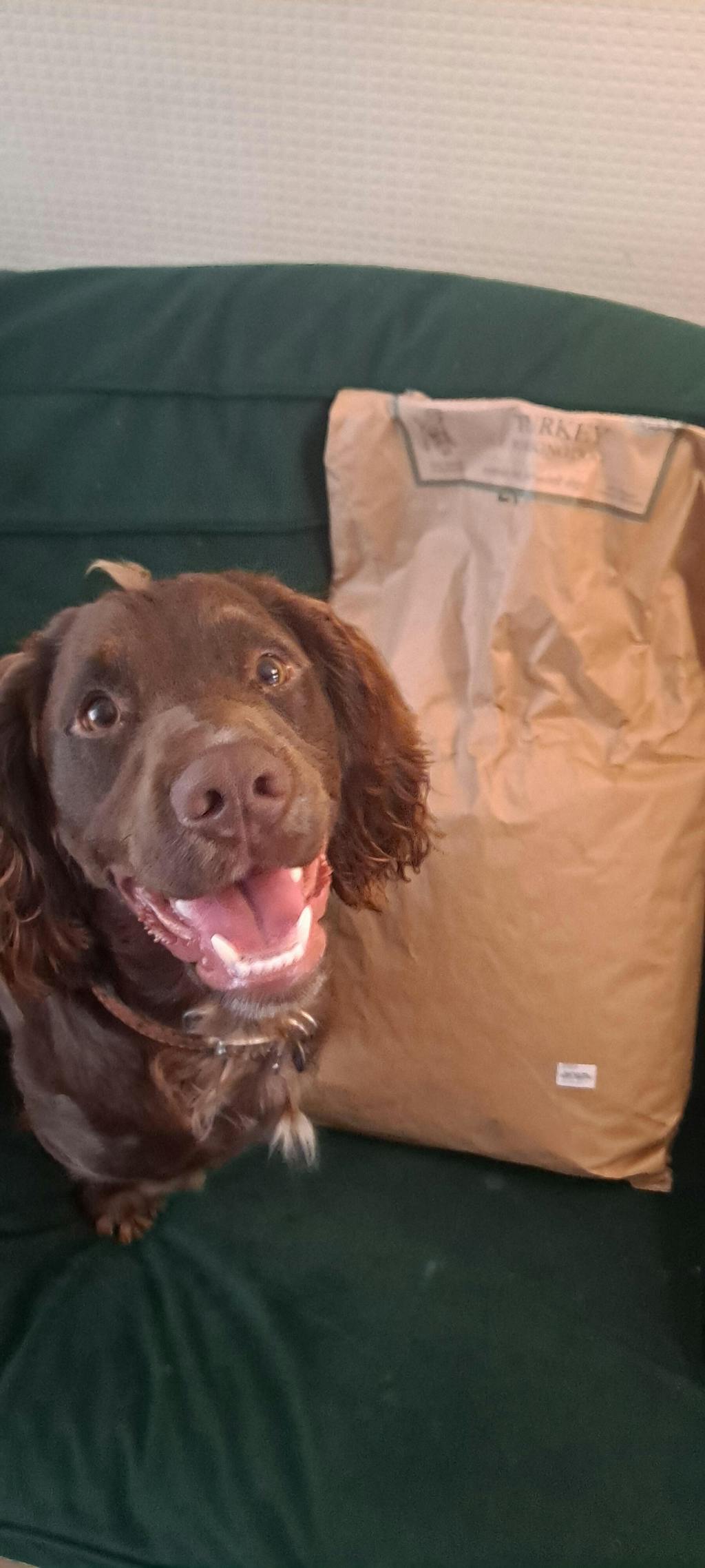 Turkey - Working Dog