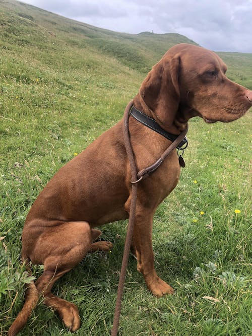 Turkey - Working Dog
