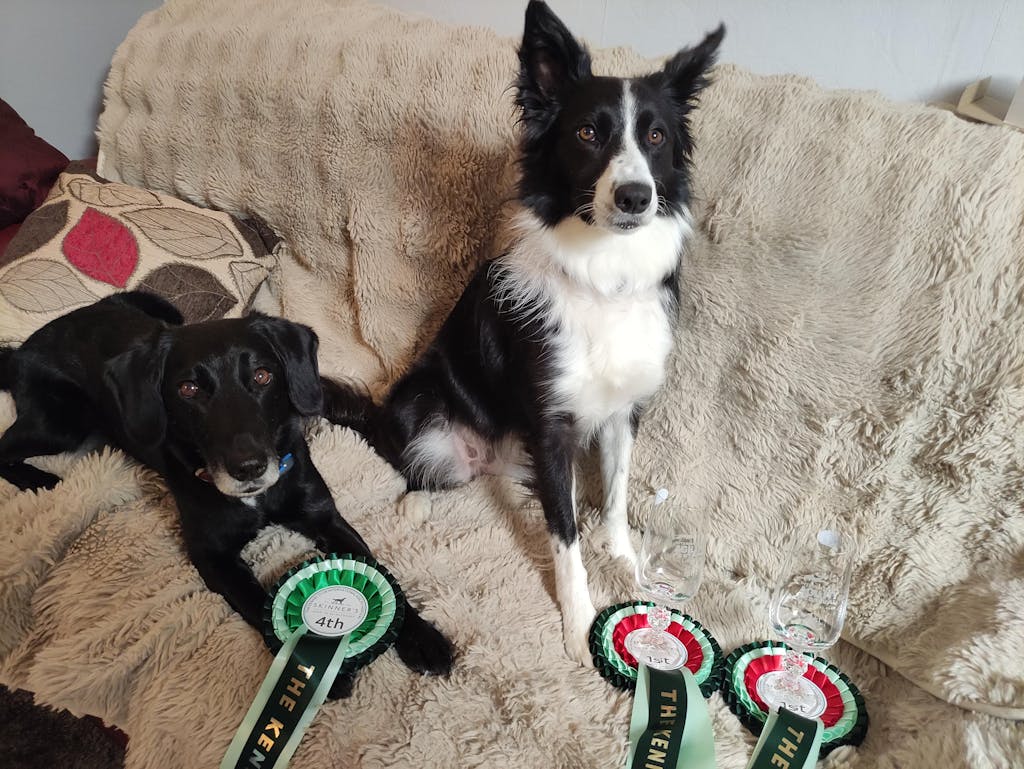 Turkey - Working Dog