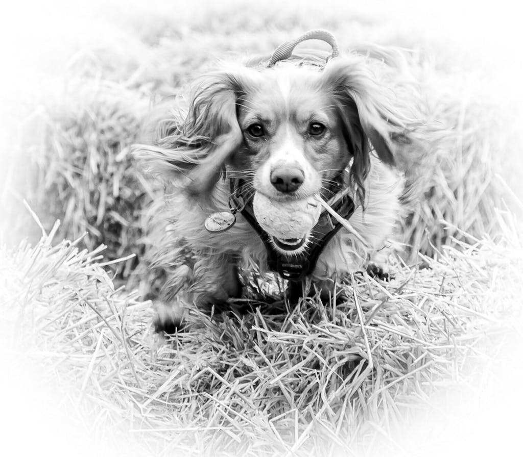 Truly TINY Training Treats