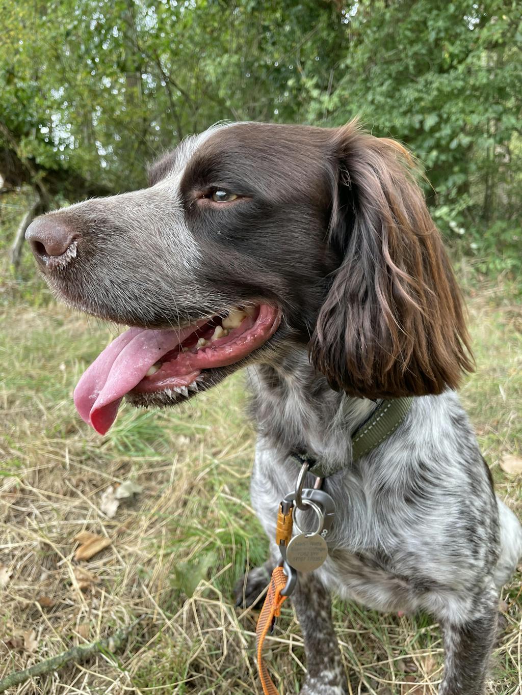 Turkey - Working Dog