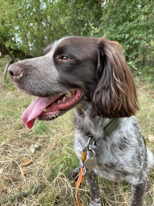 Turkey - Working Dog