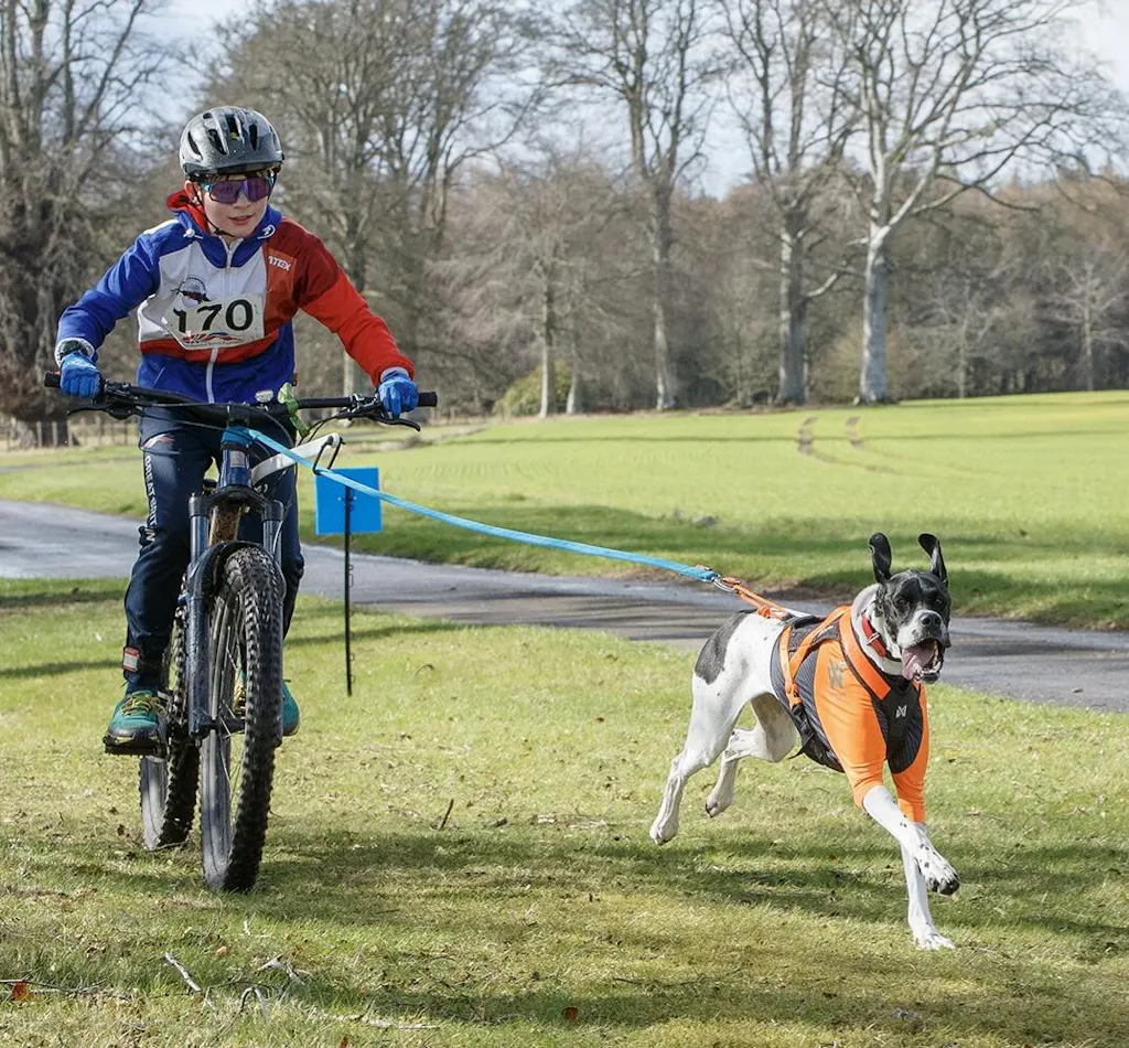 Turkey - Working Dog
