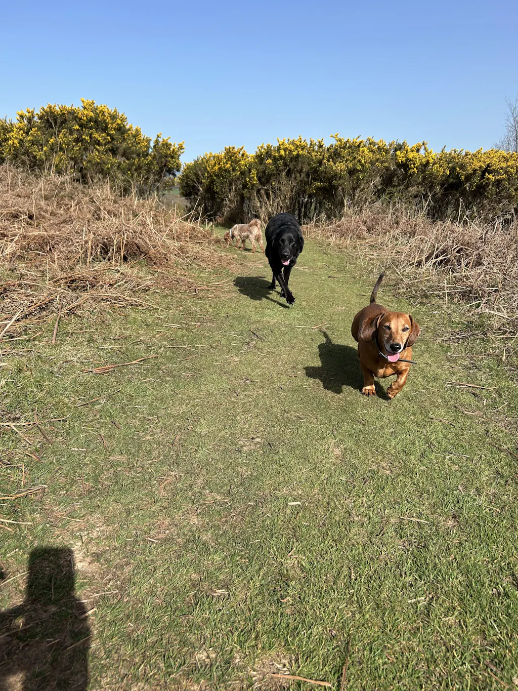 Cold Pressed Samples