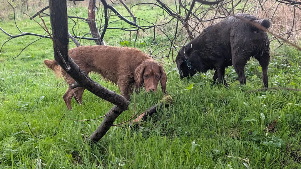 Beef - Working Dog