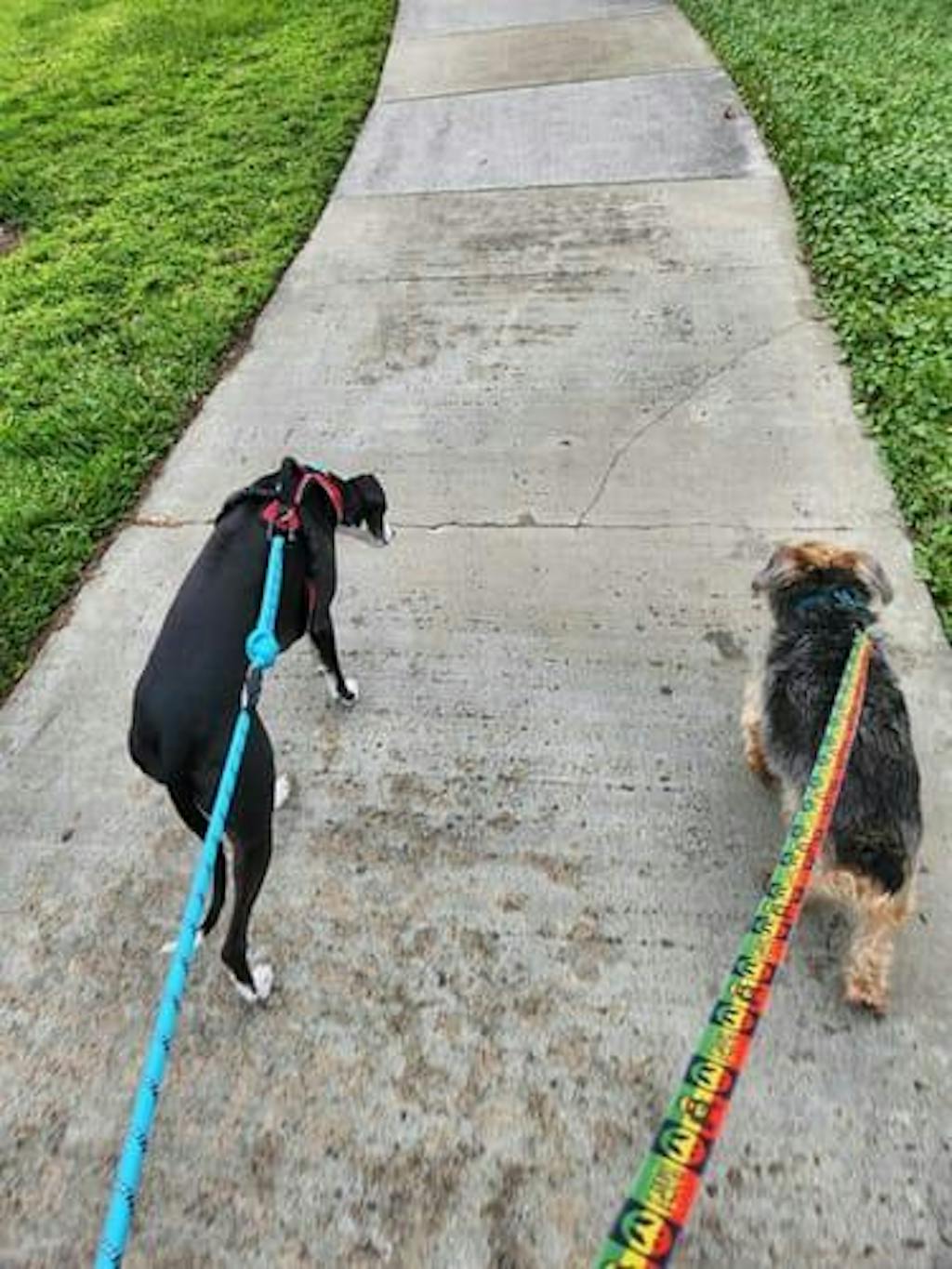 Olive Green Hands Free Dog Running Leash 6 feet long Rove Dog Leash