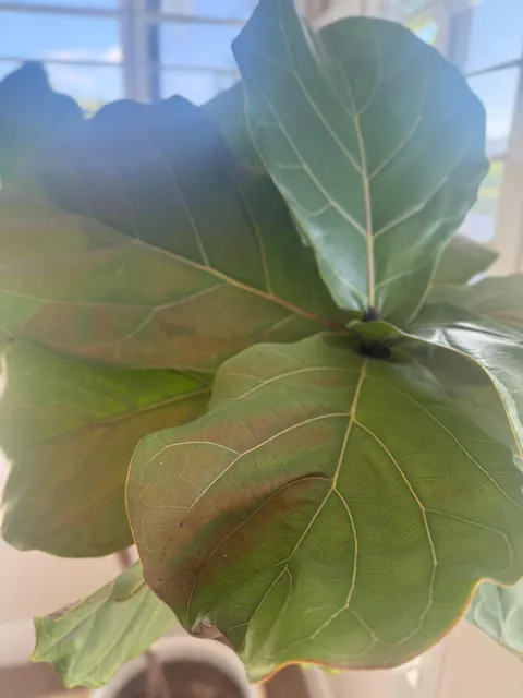 Y2k 2000s vintage style black dice key chain