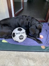 Užívateľský obrázok