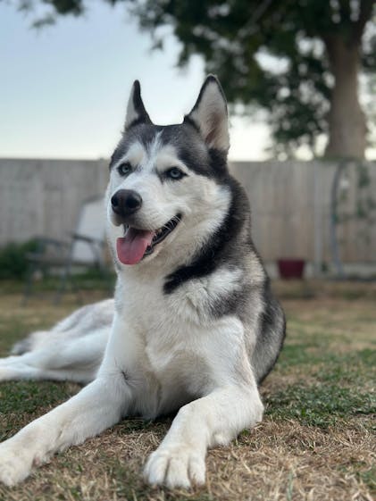 Poultry Complete Dog Food – Semi-Moist