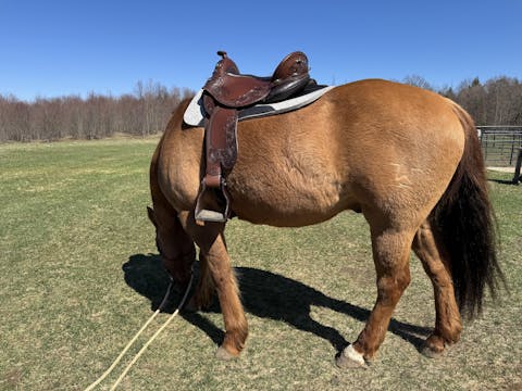 DP Saddlery Quantum Short & Light Western 7106(WD)