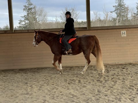 Freeform Classic Treeless Saddle