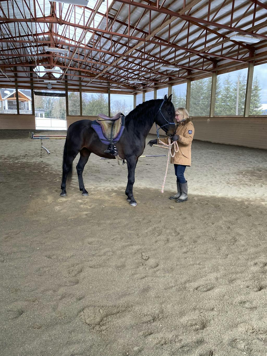 Freeform Classic Cutback Treeless Saddle for High Withered Horses