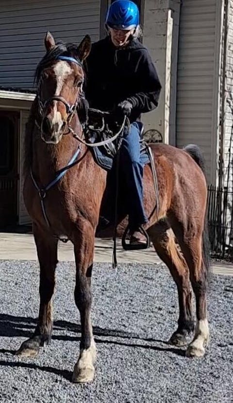 Freeform Ultimate Trail Saddle