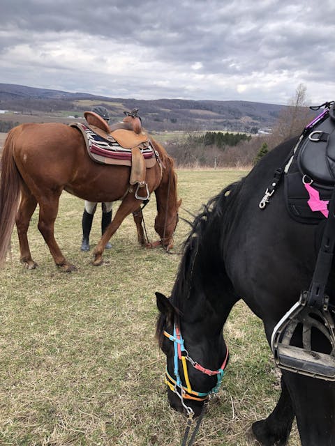 Freeform Ultimate Trail Saddle