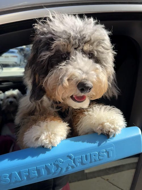 The Whiffie Cushion™ — Patent-Pending Car Window Chin Rest For Dogs