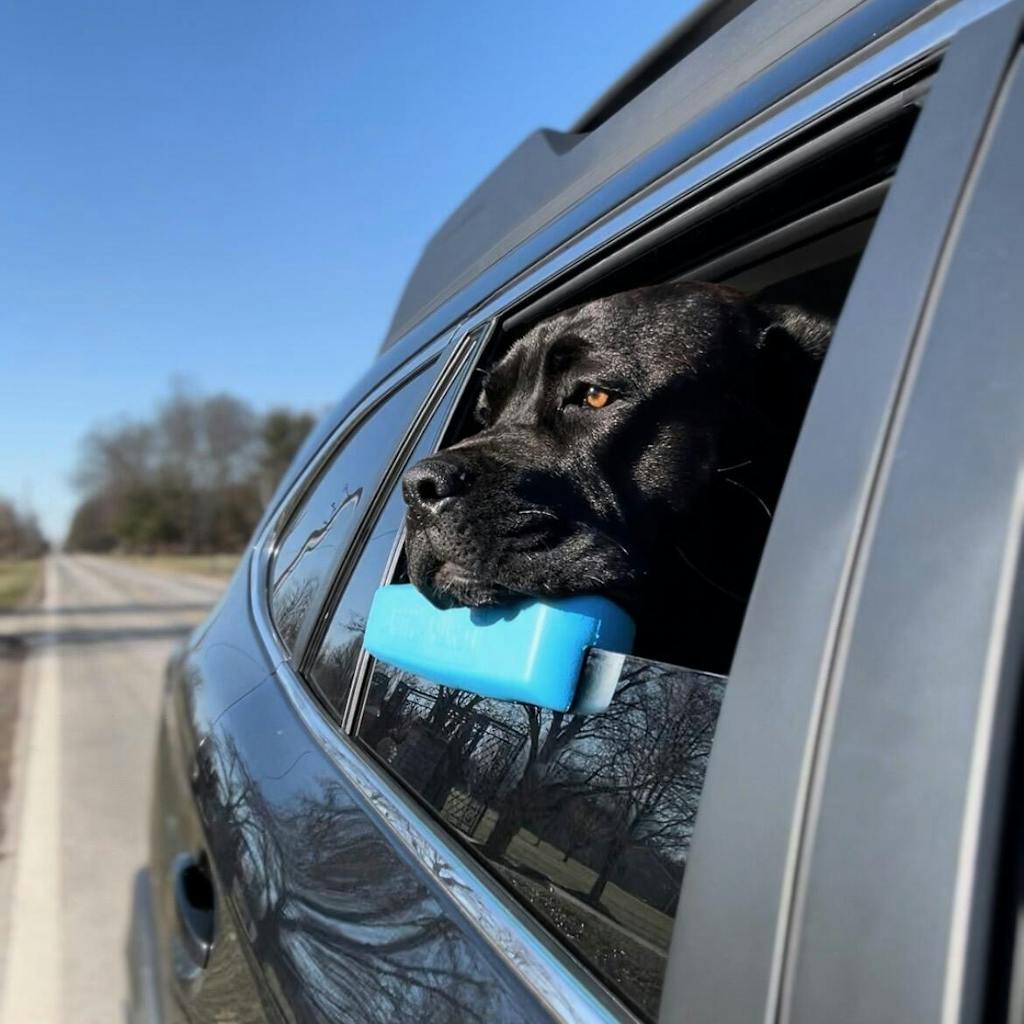 The Whiffie Cushion™ — Patent-Pending Car Window Chin Rest For Dogs
