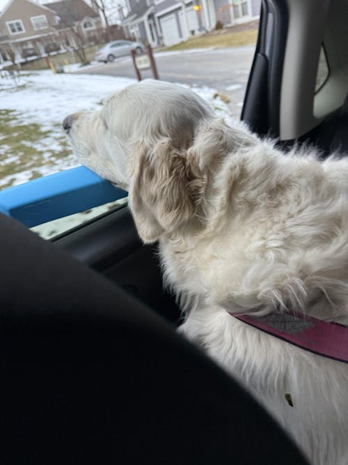 The Whiffie Cushion™ — Patent-Pending Car Window Chin Rest For Dogs