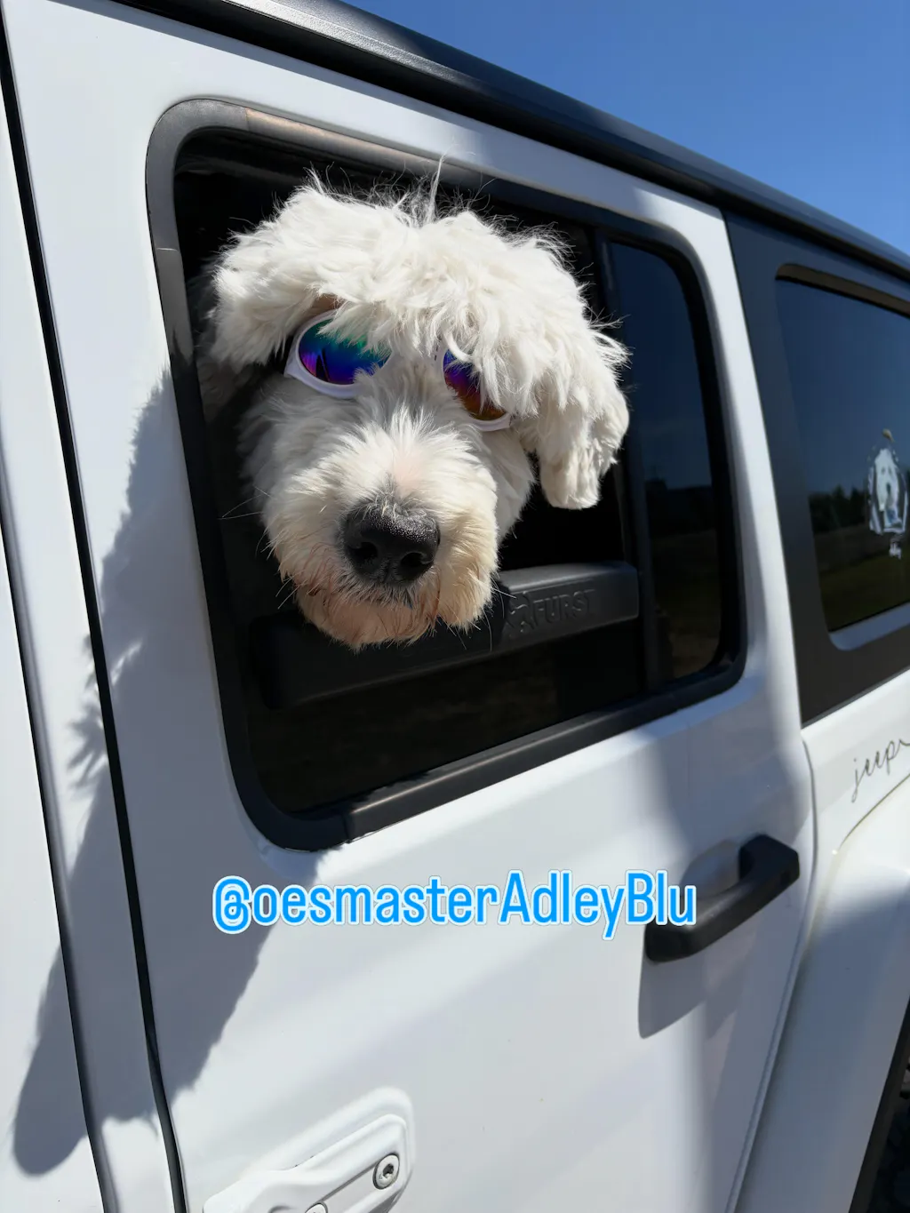 The Whiffie Cushion™ — Patented Car Window Chin Rest For Dogs