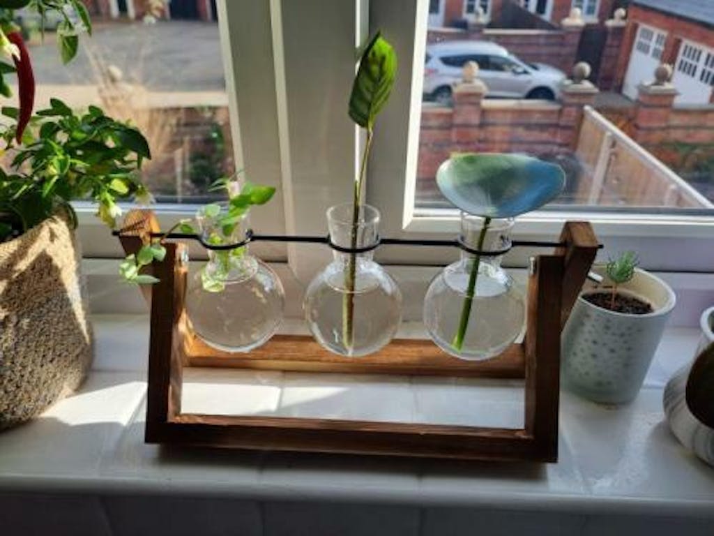 Glass Propagation Vase with AFrame Wooden StandN Sage & Sill