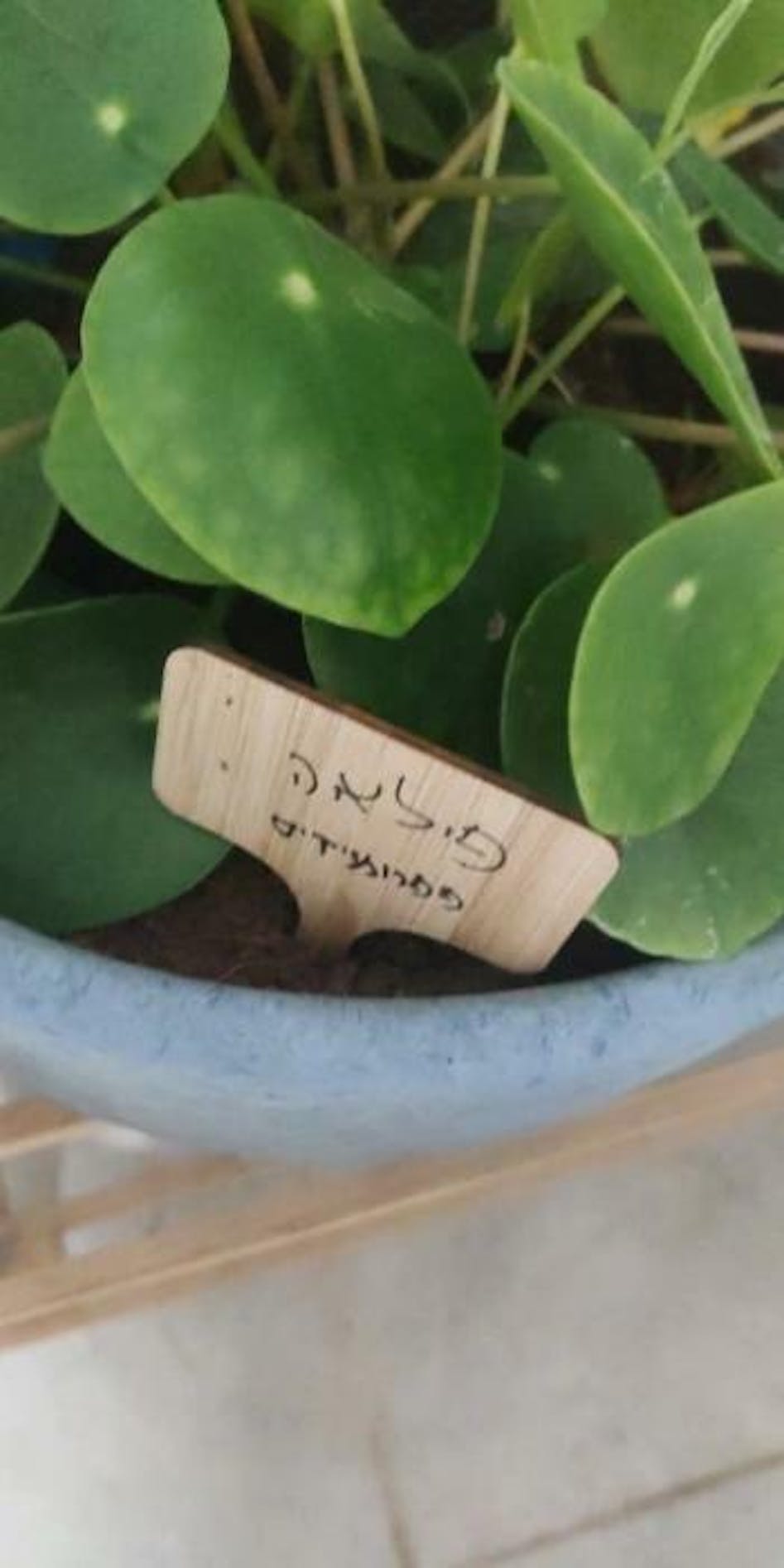 OwnGrown Wooden Plant Markers: 60 Plant Name Tags & Marker Pen, Wooden Sign  - King Soopers