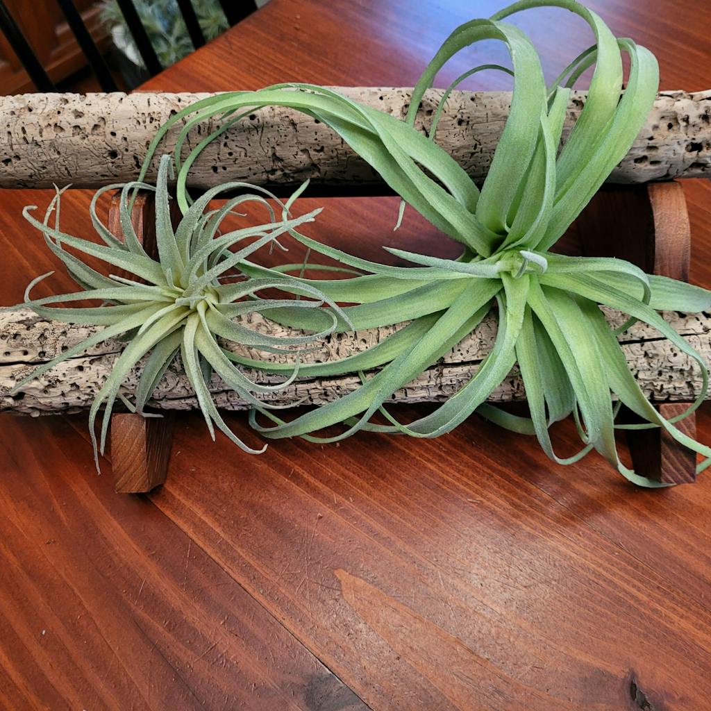 Artificial Tillandsia Air Plant Lifelike Faux Plant Decor Sage & Sill