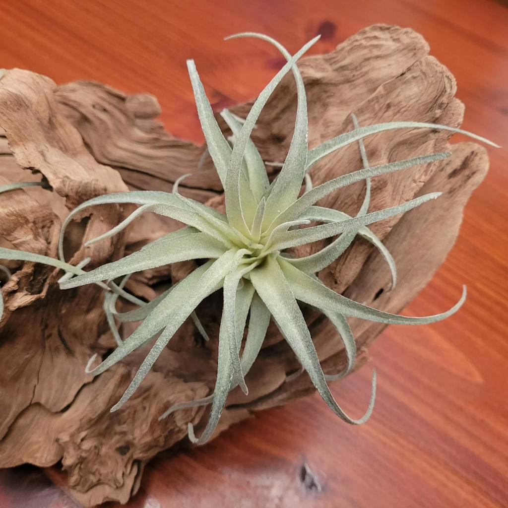 Artificial Tillandsia Air Plant Lifelike Faux Plant Decor Sage & Sill