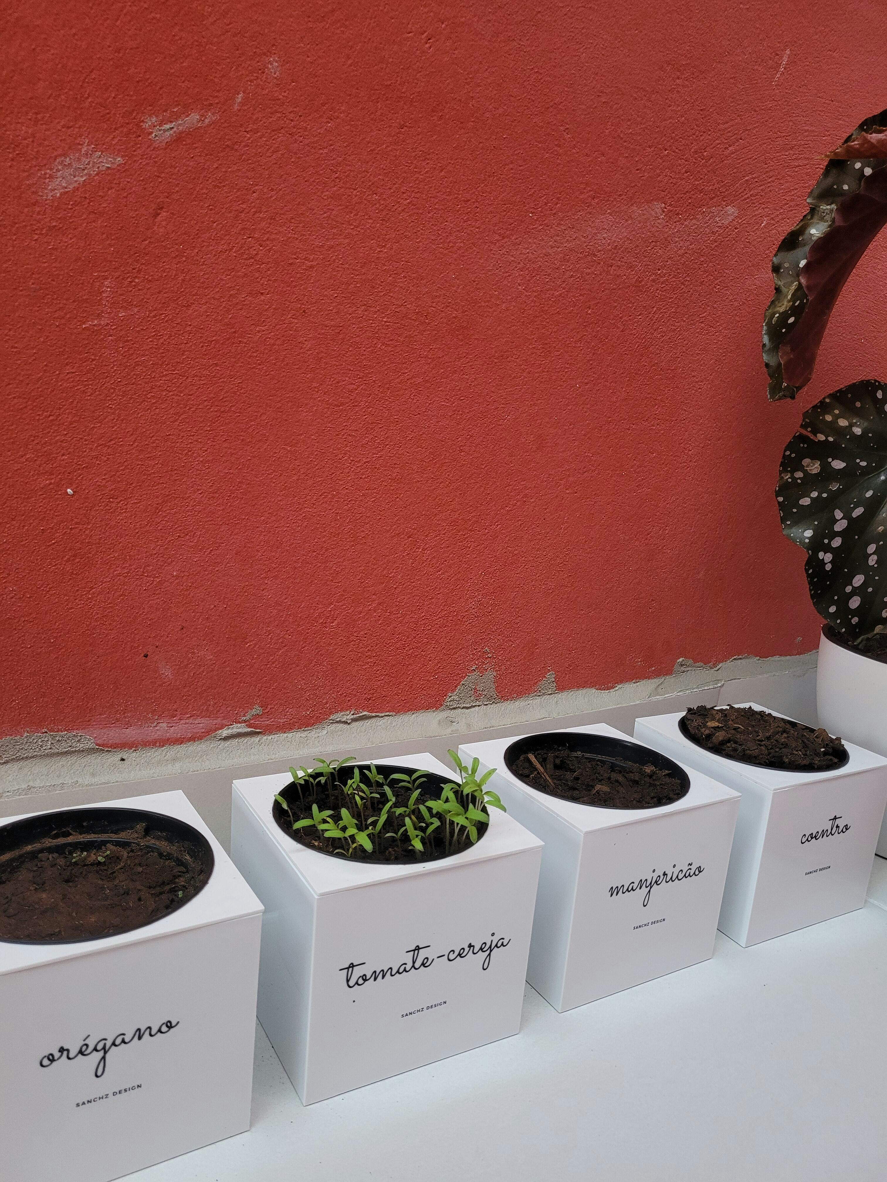 Kit Horta Natural Inteligente | Cultive suas próprias hortaliças