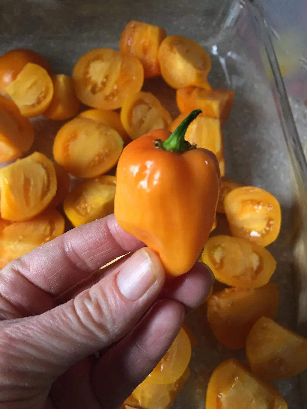 Habanero Orange Seeds - Intense Flavor - Extra Hot Pepper - Sandia Seed ...