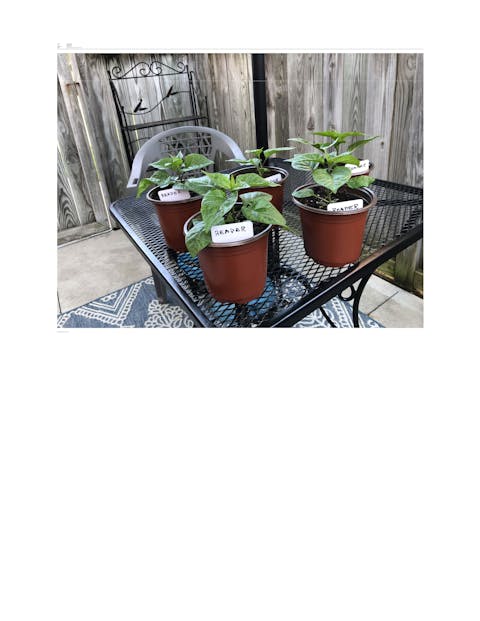 Carolina Reaper Seeds