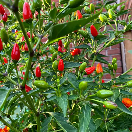 Bird Pepper Seeds - Pequin/Piquin - GMO-Free, Super Hot  Sandia Seed  Company