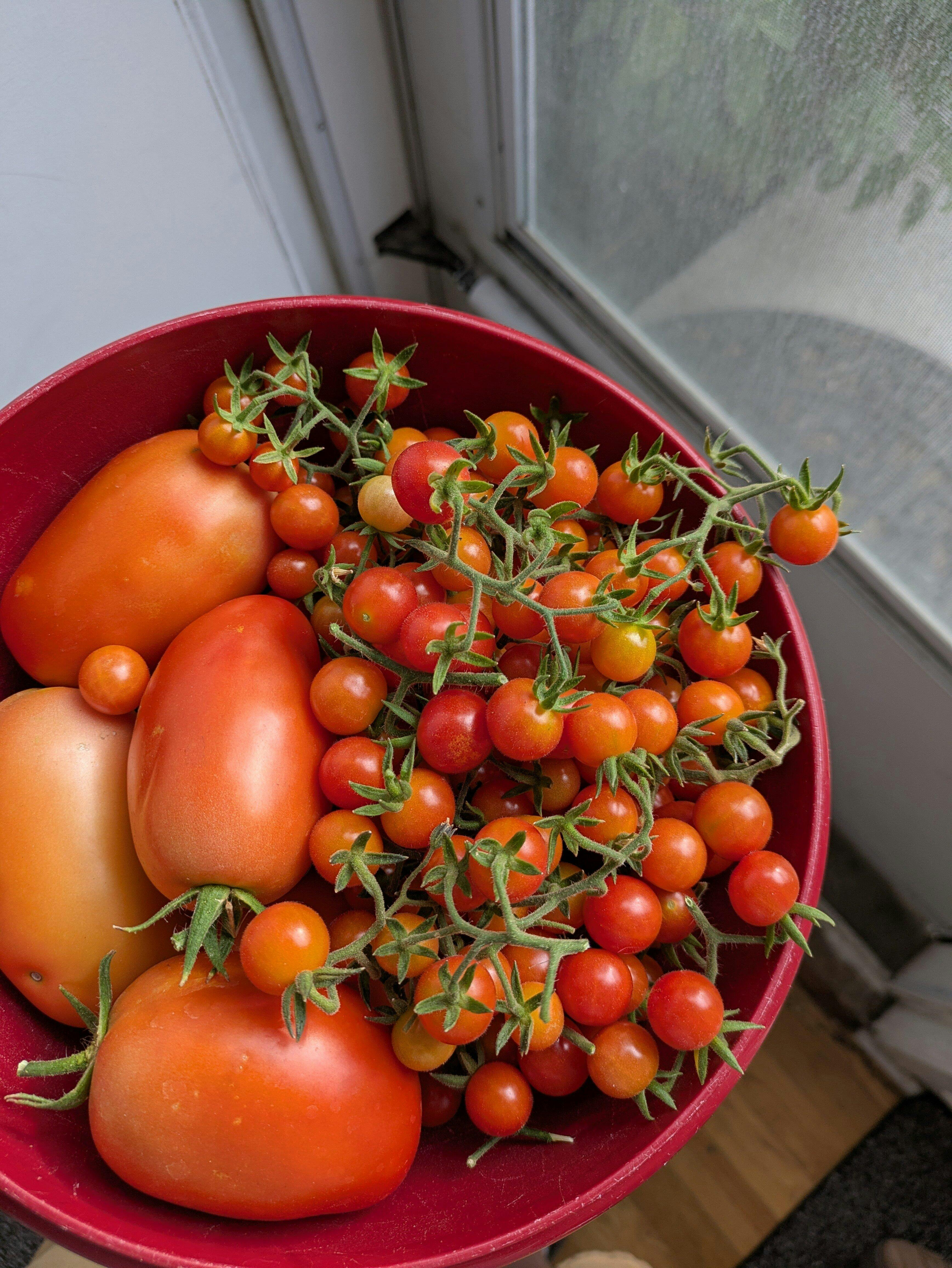 本革草履tomato Mexico Midget Tomato Seeds - Tiny Tomatoes with Big Flavor