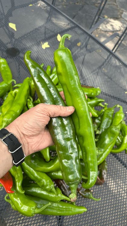 Big Jim NuMex Seeds - Green Chile Peppers - Famous NM Heirloom