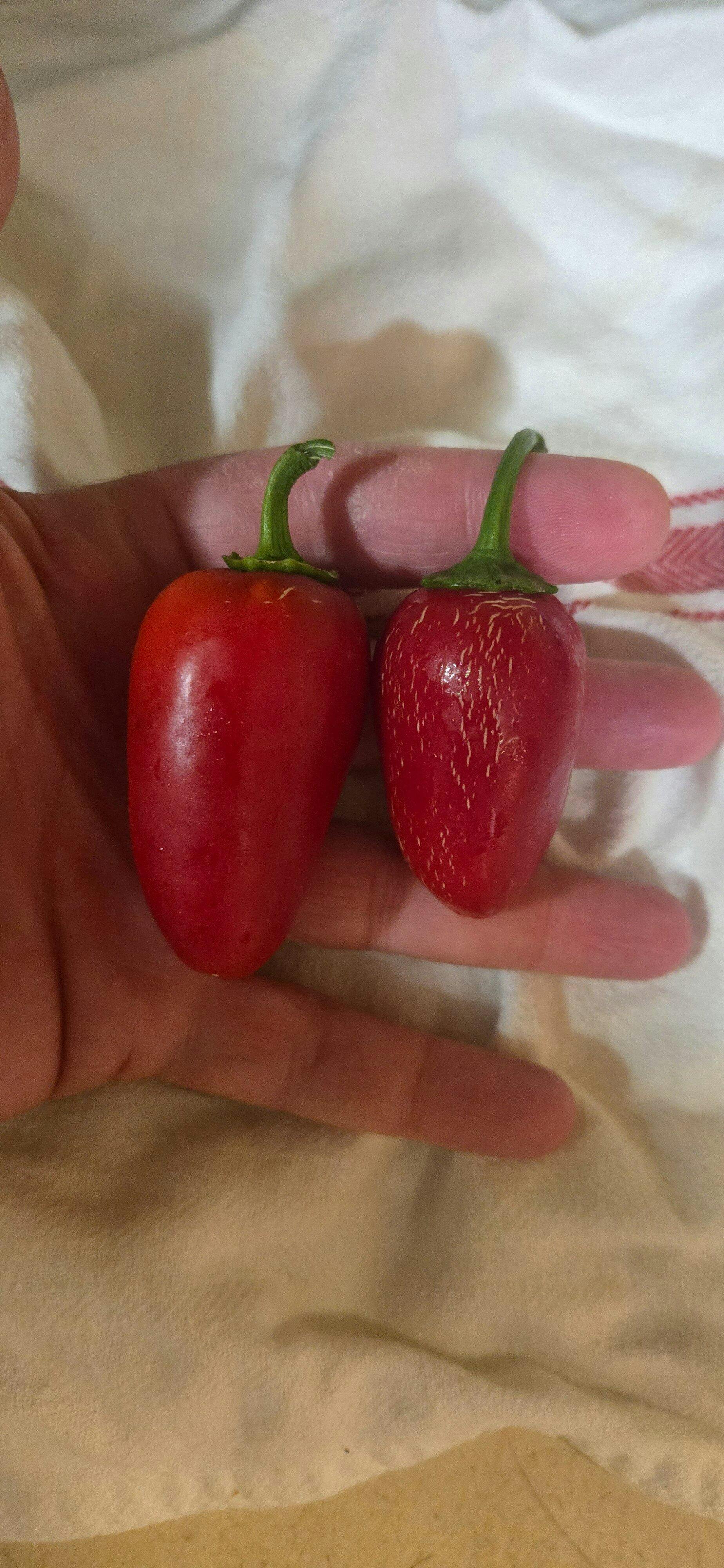 Jalmundo NuMex Pepper Seeds - Extra-Large Hot Jalapeños – Sandia