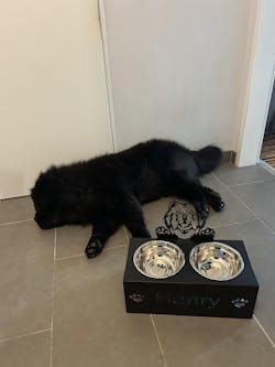 Chow Chow Personalisierter Name Haustier Futterschüssel Halter