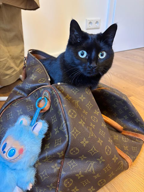 Wolf und Frau Sonnenfänger Gemalte Fensterdekorationen Fenster-hängendes Dekor